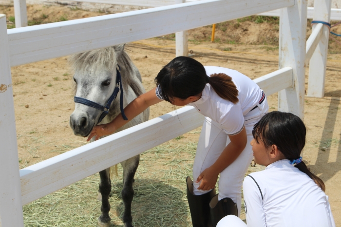 말 포토존에서 말을 만지고 먹이를 줄 수 있는 체험행사를 열었다. ⓒ미디어피아 안치호