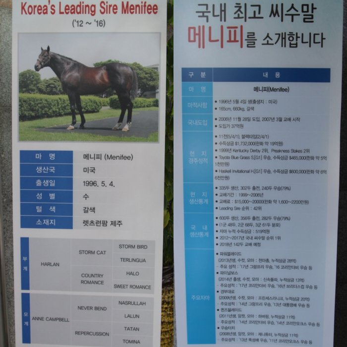2012년부터 2017년까지 리딩사이어에 오른 한국 최고의 씨수말 ‘메니피’. 부마와 모마 그리고 자마들은 ‘메니피’의 우수한 혈통을 증명했고 그들이 거둔 성적은 뛰어났다. ⓒ미디어피아 안치호