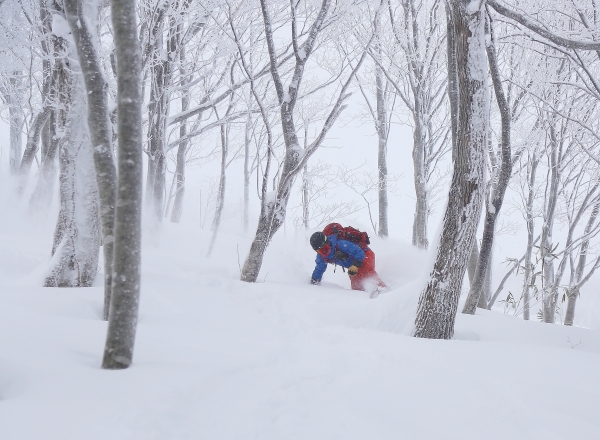 일본 아키타현 타자와코 스키장의 숲에서 트리런을 즐기는 스노보더. 숲에는 파우더 눈이 잘 보존되어 있다.