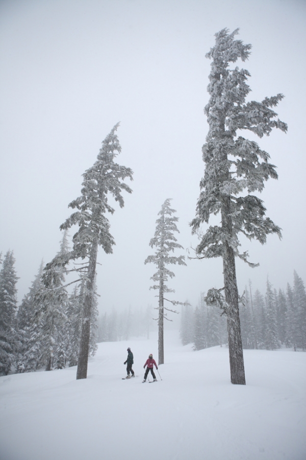 더글라스 전나무가 우뚝 솟은 슬로프에서 스키를 타는 스키어들. 슬로프는 중급 코스가 많아 상급자들이 마음껏 달릴 수 있다.