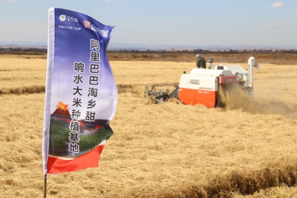 알리바바의 디지탈농업 기지로 계역을 체결한 헤이룽장성 샹수이현의 쌀 생산 기지, 사진제공=동북넷(东北网)