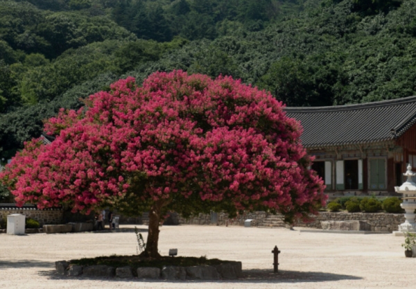 송광사 배롱나무(사진=네이버 갈무리)