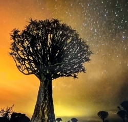 나미비아의 퀴버나무