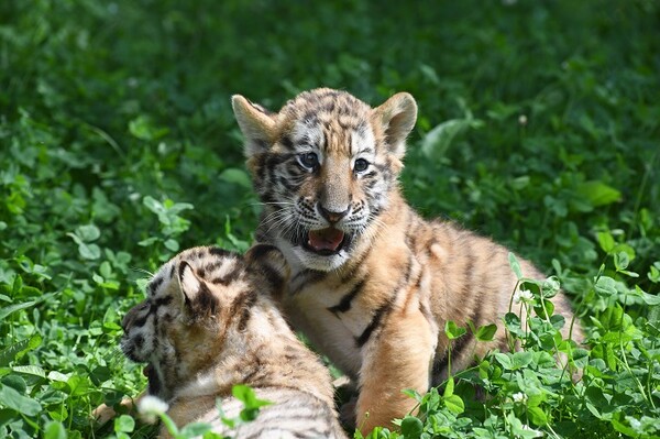 하얼빈 동북호림원에서 호랑이 새끼들이 즐거운 시간을 보내고 있는 모습, 사진제공=黑龙江日报集团