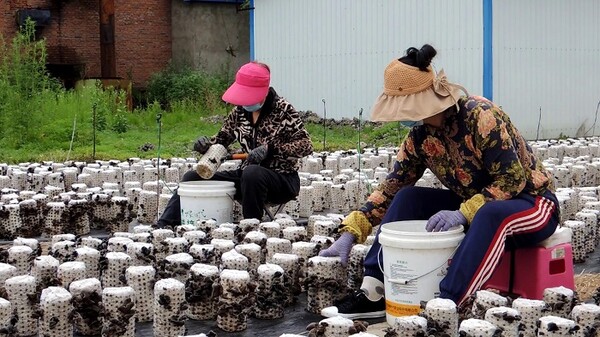 둥닝 사람들이 흑목이버섯 채취에 열중하고 있는 모습, 사진제공=黑龙江日报