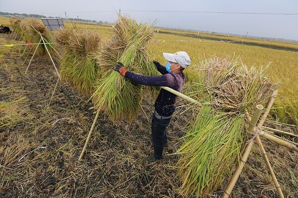 우창시 농민들이 벼의 자연건조를 앞당기기 위해 참대 삼각대를 세우고 벼를 걸어놓고 있다. 이 기술은 일본에서 전해온 것으로 알려지고 있다. 사진제공=黑龙江日报