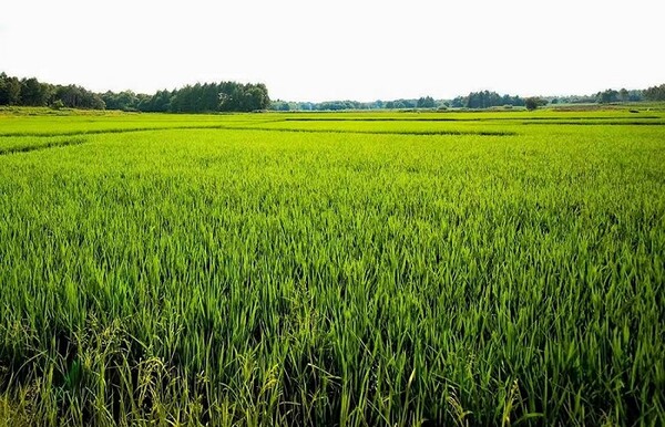 이번 박람회의 최대 승자인 오상쌀(五常大米) 재배현장의 모습, 사진제공=黑龙江日报