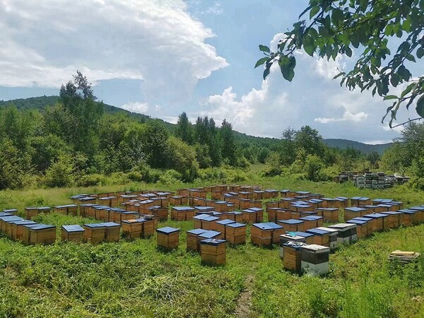 사방이 산으로 둘러쌓여서 원시생태 양봉성지를 보호하며, 친환경 자연산 꿀이 생산되고 있는 뤄베이현(萝北县) 지우리좡(九里庄) 양봉장 모습, 사진제공=黑龙江日报