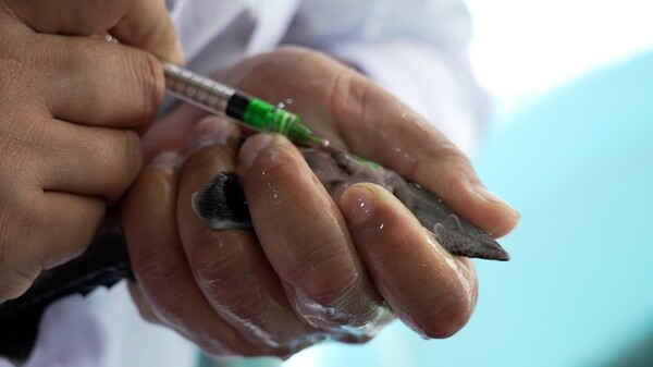 중국수산과학연구원 헤이룽장수산연구소 철갑상어연구팀이 철갑상어 치어를 방류하기 전 인식표를 삽입하고있다. 사진제공=黑龙江日报