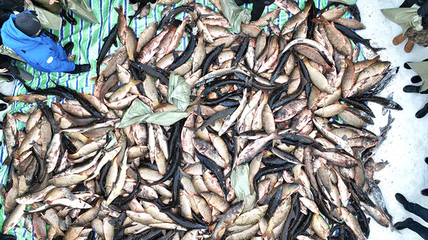 잡아 올린 각종 싱싱한 물고기, 사진제공=黑龙江日报