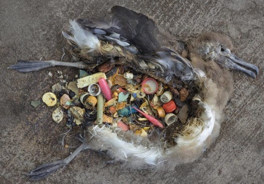 Chris Jordan Documents the Devastating Impact of the Great Pacific Garbage Patch on Wildlife07/13/2012   by Helen Morgan 