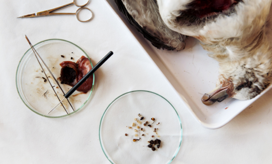 독일의 한 갯벌에서 발견한 죽은 북방 풀머 갈매기 뱃속의 플라스틱.1962년부터 2012년 사이에 보고된 연구결과를 보면, 전체 135종의 바닷새 중에서 80종(59%)의 새가 플라스틱을 섭취했다. (출처: 그린피스)