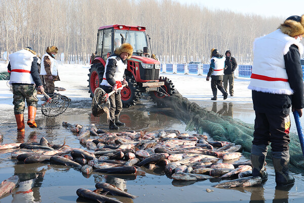 실재로 강에서 그물을 이용하여 겨울철 냉수어를 잡아 올리고 있다. 사진제공=黑龙江日报