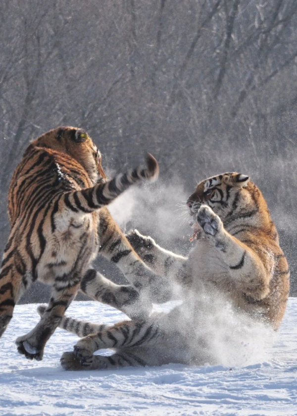 헝다오허즈(横道河子) 동북호림원(东北虎林园)에서 호랑이들이 무리를 지어 뛰어놀고 있는 모습, 사진제공=黑龙江日报