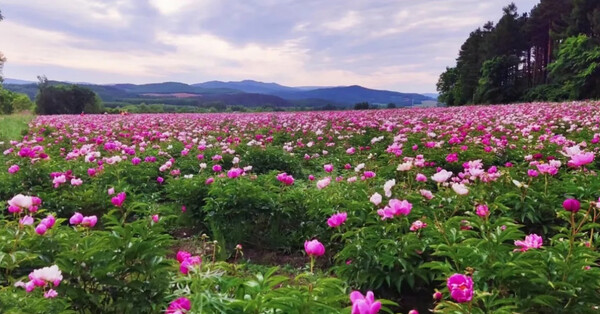 헤이룽장성 약초 밭이 곧 꽃밭이다. 사진제공=黑龙江日报