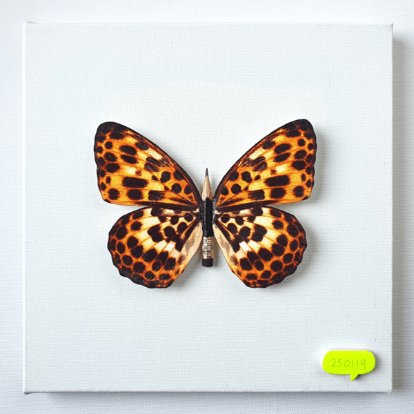 호진_나비효과 / 세미갤러리 제공